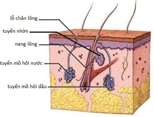 
Mùi hôi nách liên quan đến tình trạng tăng tiết tuyến mồ hôi
