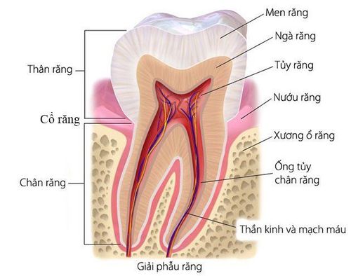 
Cấu tạo của răng người gồm 3 phần chính thân răng, chân răng, cổ răng
