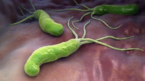 
Vi khuẩn HP (Helicobacter Pylori) là một trong nhiều nguyên nhân gây ung thư dạ dày
