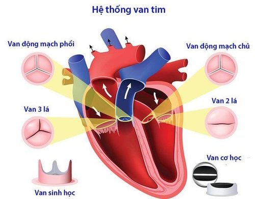 
Có 4 loại van tim chính
