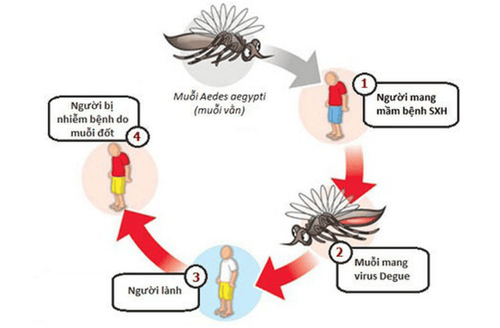 The transmission route of dengue fever from Aedes mosquitoes (black) to humans
