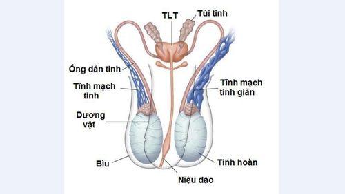 
Giãn tĩnh mạch thừng tinh là tình trạng giãn hệ thống mạch tinh bao gồm tĩnh mạch tinh trong
