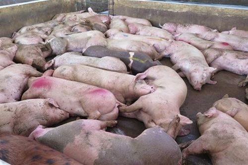 Levels of swine cholera, incubation period, ability to spread