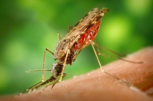 Recognizing signs of malignant malaria