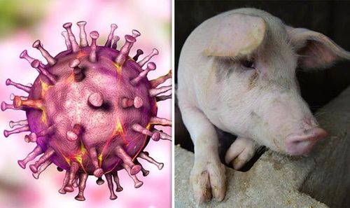 At what temperature does the swine fever virus live?