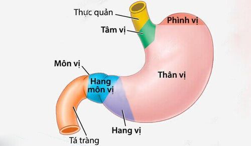 
Chỉ định mổ nội soi khi xuất hiện khối u gây tắc nghẽn thức ăn ở hang vị
