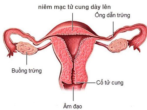 
Độ dày của niêm mạc tử cung liên quan đến quá trình thụ thai
