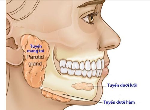 
Ba tuyến nước bọt chính
