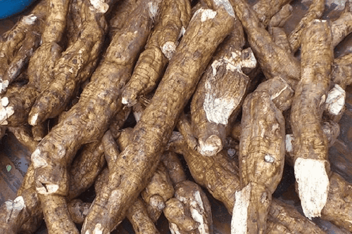 What is the effect of cassava?