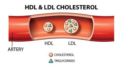 
Ở bệnh nhân mắc chứng thận hư, LDL tăng cao trong khi HDL giữ nguyên hoặc giảm đi
