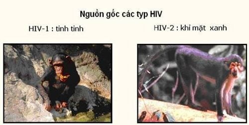 
Nguồn gốc virus HIV từ các loài linh trưởng.
