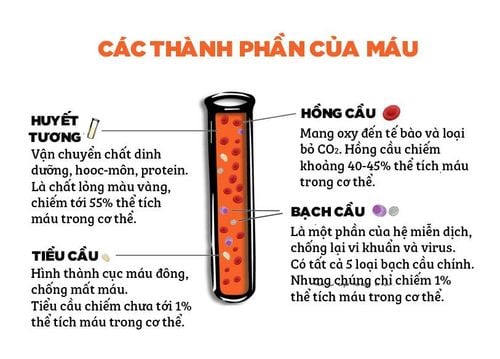 What is blood protein? What is the normal number?