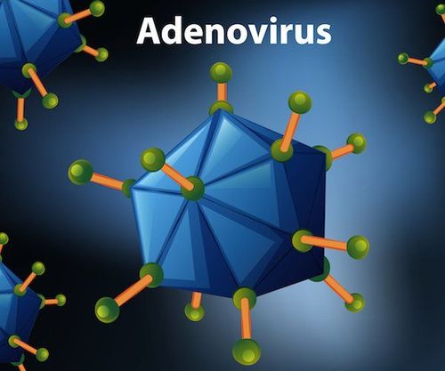 
Adenovirus - Một trong những loại virus gây bệnh viêm cơ tim cấp
