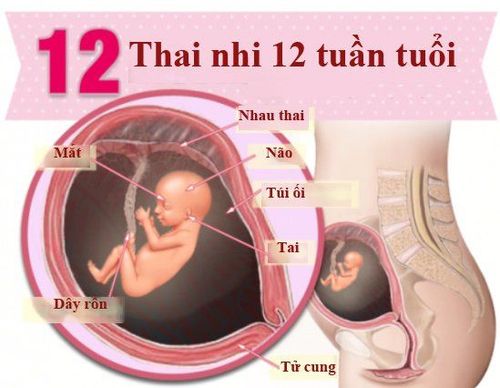 
Tuần thứ 12 của thai kỳ (tương đương tuần thứ 10 sau thụ thai), móng tay của thai nhi dần xuất hiện
