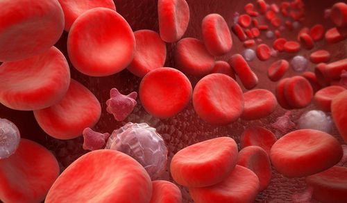 The role of red blood cells, platelets, and white blood cells in the body