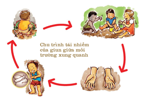 
Chu trình tái nhiễm giun
