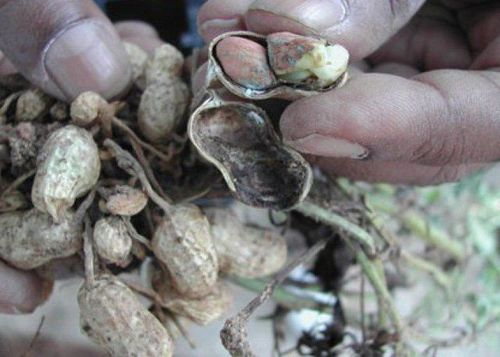 
Lưu ý tránh thức ăn bị mốc vì có thể chứa aflatoxin gây ung thư gan.
