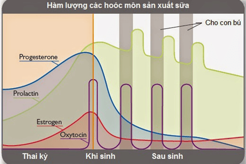 
Hàm lượng các hormone sản xuất sữa được cơ thể tiết ra trong từng giai đoạn cụ thể
