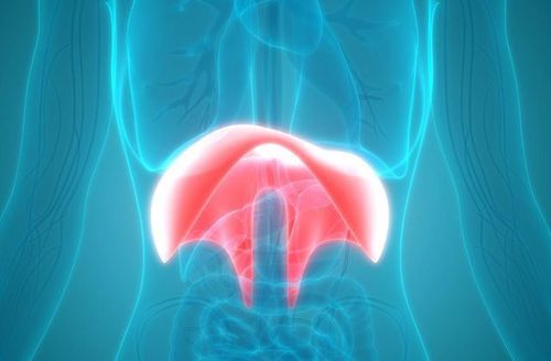 Diaphragm and diaphragmatic hernia