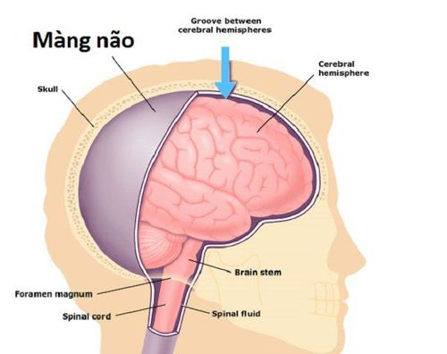 Cấu tạo của màng não