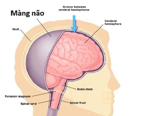 Structure of the meninges