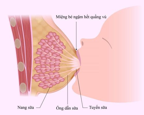 The relationship between the hormone Prolactin and breast milk secretion