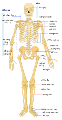 
Hệ thống xương trong cơ thể người
