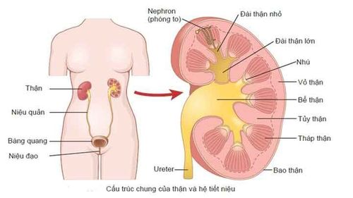 
Bệnh viêm đường tiết niệu chủ yếu do vi khuẩn gây ra
