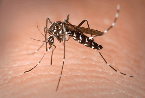 Signs of dengue fever in adults