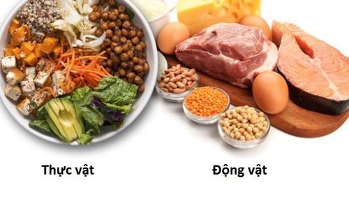 
Sự khác biệt giữa protein động vật và thực vật
