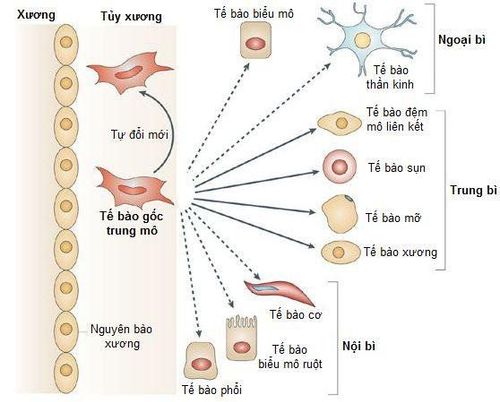 
Tế bào gốc trung mô
