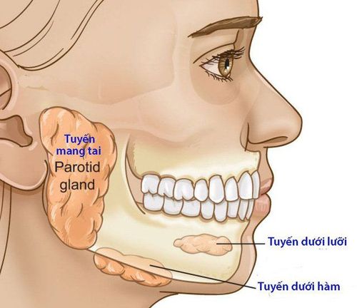 
Tuyến nước bọt ở người được chia làm 3 loại tuyến: tuyến nước, tuyến hỗn hợp và tuyến nhầy
