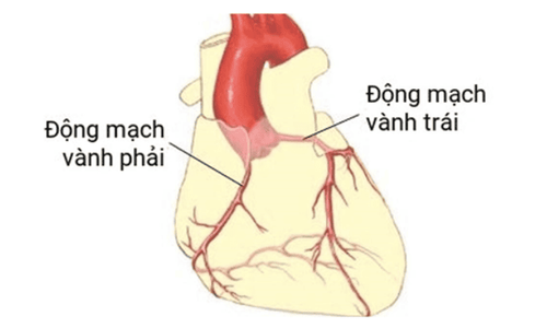 
Cấu tạo cơ bản của động mạch vành
