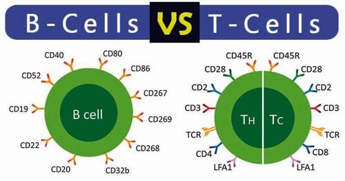 What are lymphocytes?