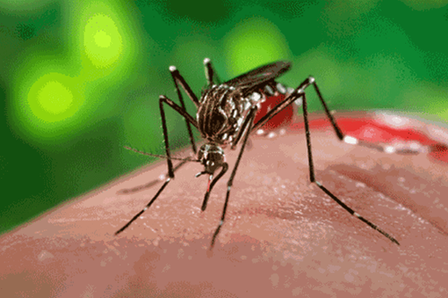 Does living in an apartment reduce the risk of dengue fever?