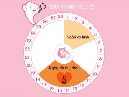 
Hiểu rõ về chu kỳ để mang thai chuẩn nhất
