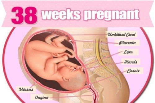 The development of the fetus week 38