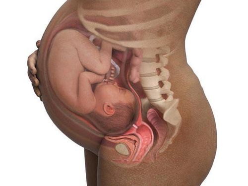 Fetal development week 40