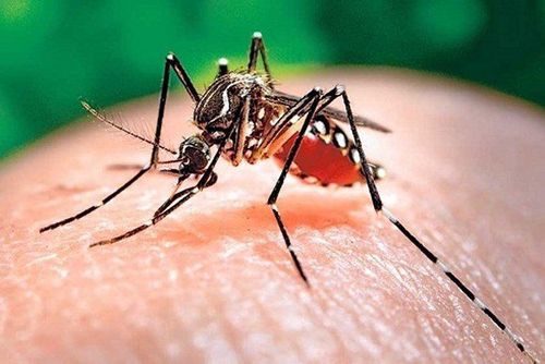 
Tác nhân gây bệnh sốt xuất huyết chủ yếu do virus dengue từ cơ thể loài muỗi có tên Aedes aegypti gây nên
