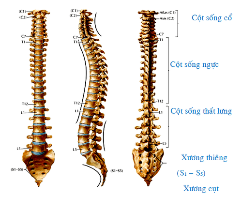 
Đốt sống cùng nằm ở khu vực thấp nhất của cột sống
