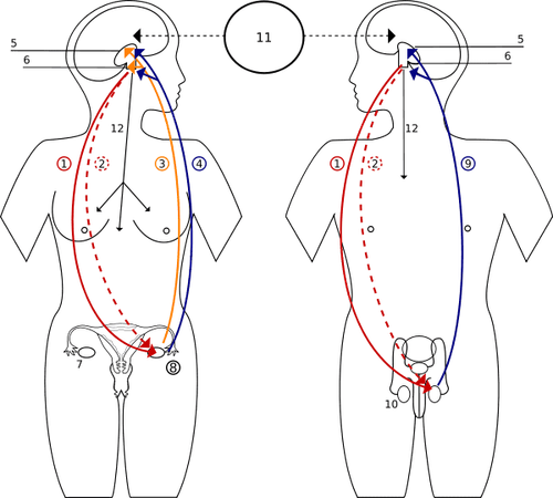 
Hormone LH có vai trò quan trọng trong việc kiểm soát chức năng của buồng trứng ở nữ giới và tinh hoàn ở nam giới
