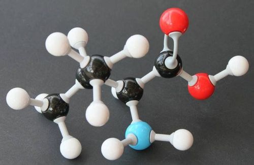 What does the amino acid Valine do?