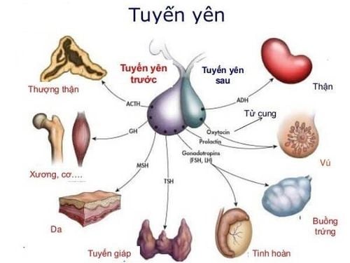 Hormones produced by the pituitary gland