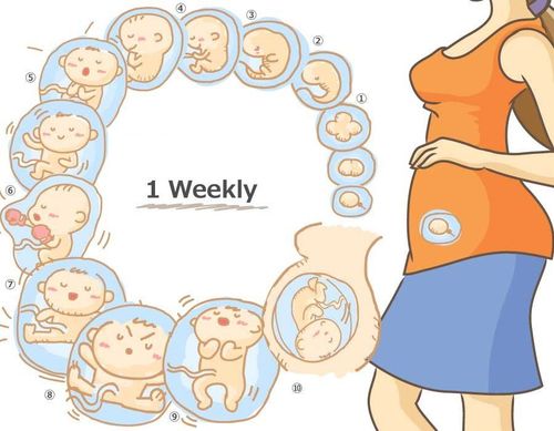 The change of pregnant women week 1