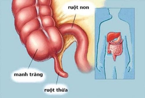 
Manh tràng là đoạn đầu của đại tràng có chiều dài khoảng 6cm cùng với chiều rộng tới 7 cm
