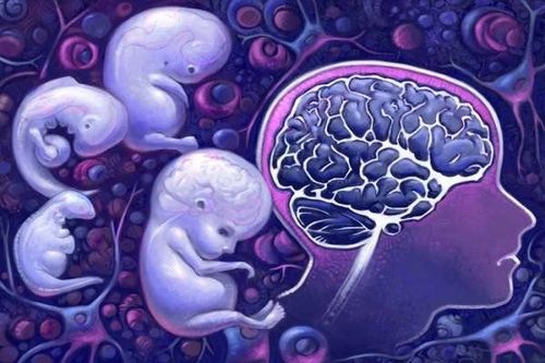 Fetal brain development