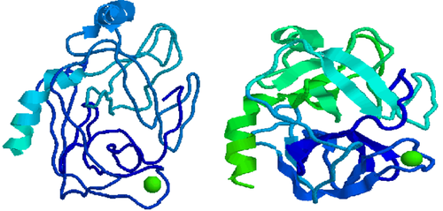 Enzyme Trypsin: What you need to know