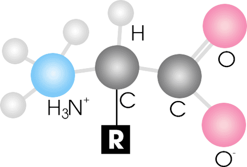 What are amino acids? Roles and effects