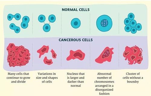 
Khác biệt giữa tế bào ung thư và tế bào bình thường
