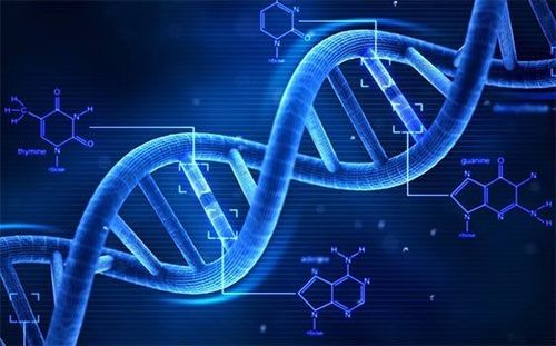 
Trong xét nghiệm PCR là từ một đoạn ADN chọn lọc nó sẽ được nhân lên gấp hàng triệu lần hoặc hơn, nhằm tạo ra một lượng lớn các bản sao ADN
